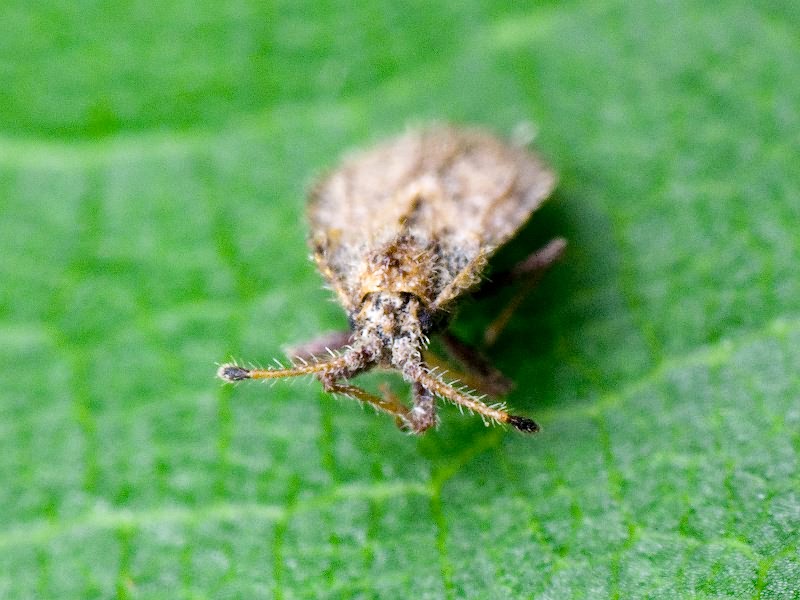 Lasiacantha capucina (Germar, 1837)